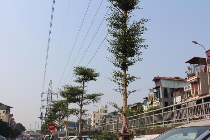 Một số cây hiện tại đã không đảm bảo an toàn đối với những đoạn bụng dây.