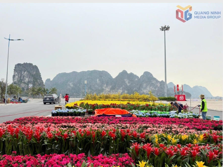Công nhân khẩn trương hoàn thiện thảm hoa tại Đại lộ hoa bên Vịnh Hạ Long.