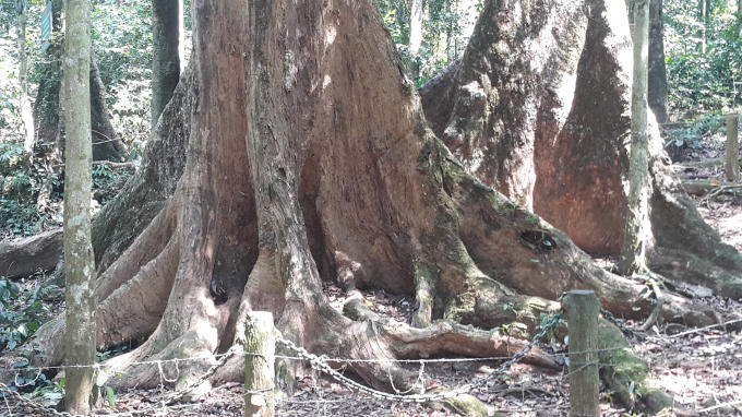 Cây có 2 thân chính, chiều cao lên tới 50m, đường kính 5m và chu vi hơn 20 người ôm mới hết, nằm ở giữa rừng Cúc Phương và phải đi mất 3km đường rừng mới tới được đây.