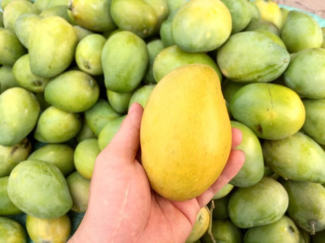 Tại TPHCM, xoài chín chỉ có giá 10.000 đồng/kg. Ảnh: Đại Việt