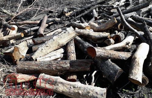 Những cây rừng tự nhiên sau khi chặt tận gốc đã được cưa thành khúc.