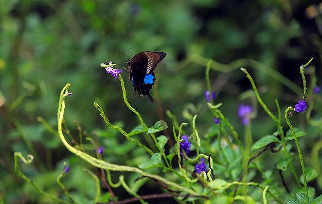 B&aacute;n đảo Sơn Tr&agrave; m&ugrave;a 'thay &aacute;o'