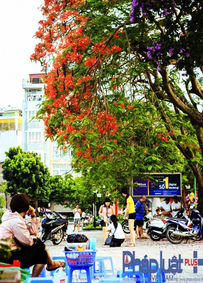 Hiện tại, loài cây này được trồng phổ biến từ Bắc vào Nam, trong các công viên, khuôn viên trường học.