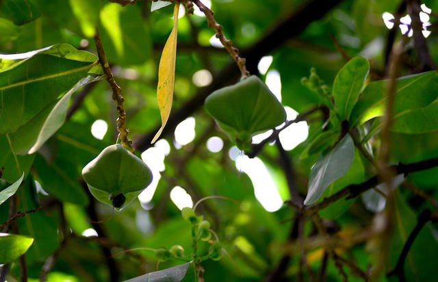 Những trái bàng vuông to bằng nắm tay, khi rụng xuống đất chuyển từ màu vàng sang thẫm và héo dần.