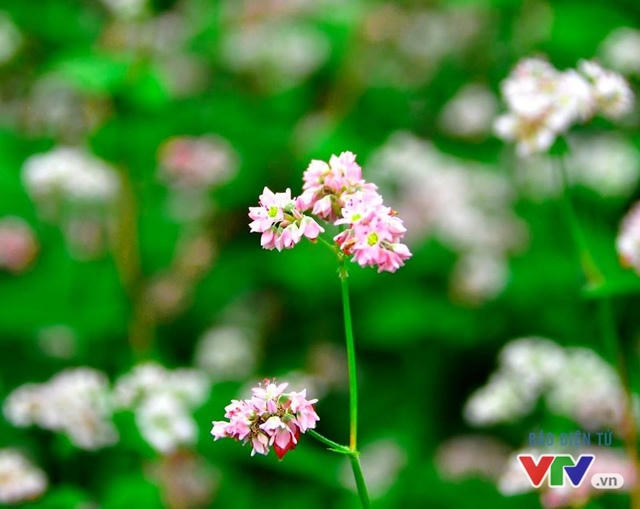 Lễ Hội Hoa tam giác mạch sẽ được THTT trên kênh VTV2 lúc 20h35 ngày hôm nay.