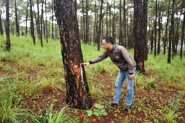 Những vết tích bị đầu độc còn lưu lại trên thân cây