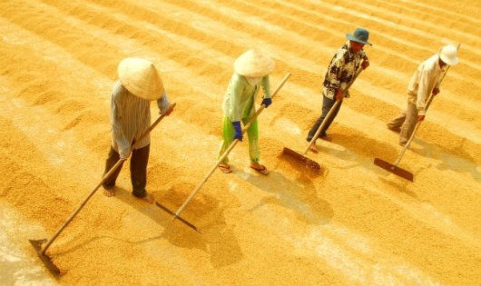 Theo WB, một số vấn đề môi trường đang ảnh hưởng xấu đến năng suất lao động, sức cạnh tranh của nông sản Việt Nam. (Ảnh minh họa)