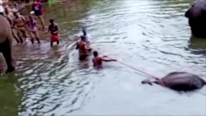 Người dân đang kéo xác con voi này ra khỏi dòng suối sau khi nó chết vì ăn trúng trái cây chứa thuốc nổ. Ảnh: Reuters