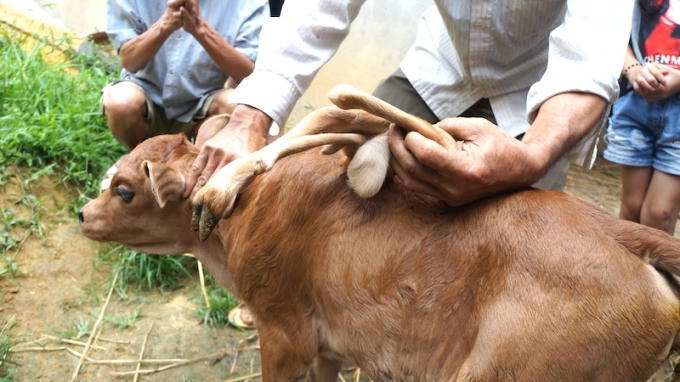 Nghệ An: H&agrave;ng trăm người k&eacute;o nhau đi xem con b&ecirc;... 7 ch&acirc;n