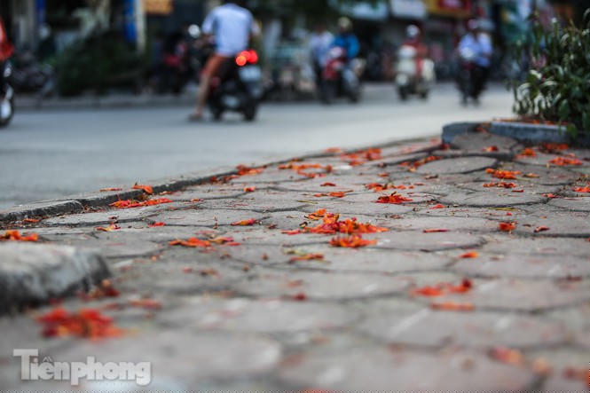 Phố phường Hà Nội rạo rực 'mùa phượng cháy' - ảnh 11