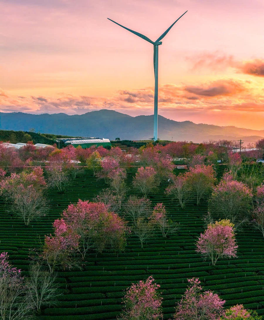 Nhiều nơi ở Đà Lai hoa Mai Anh Đào đã nở rực rỡ.