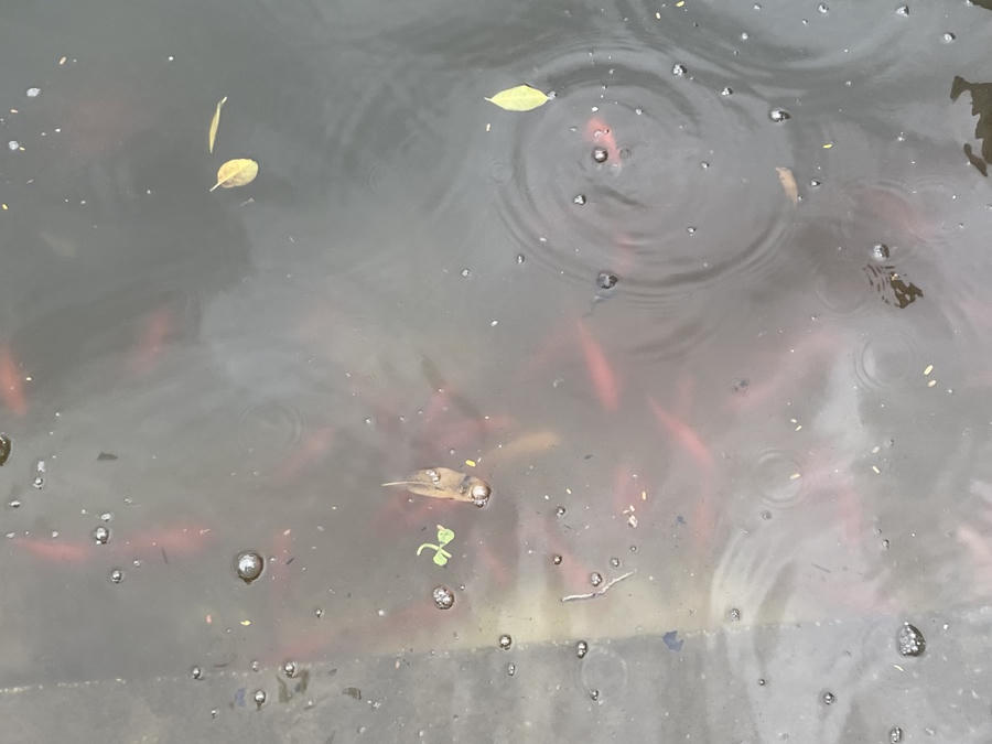 Những chú cá chép được tự do bơi lội sau khi được phóng sinh. Theo quan sát, không có tình trạng người dân vứt túi nilon, xả rác xuống hồ hoặc ven bờ.