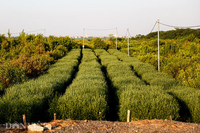 Cánh đồng hoa cúc hoạ mi dưới chân cầu Nhật Tân.