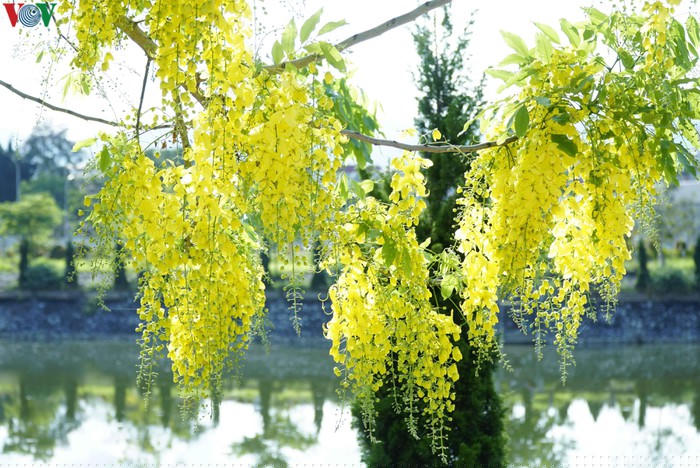 Ngắm Muồng Hoàng Yến rực vàng trên mảnh đất Điện Biên - Hình 7