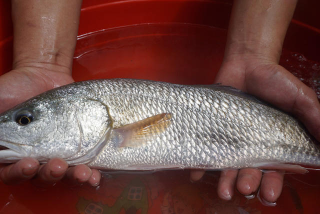 Con cá nghi sủ vàng do Tám bắt được.