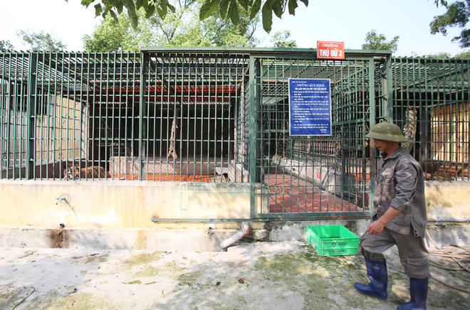 Beo được nhốt riêng vào lồng sắt kiên cố khoảng 40 m2, chia làm 3 ngăn, 2 ngăn trong cùng để ngủ, còn ngăn ngoài rộng hơn là nơi vui chơi, tắm rửa. Các nhân viên vệ sinh chuồng trại 2 lần vào sáng và chiều.