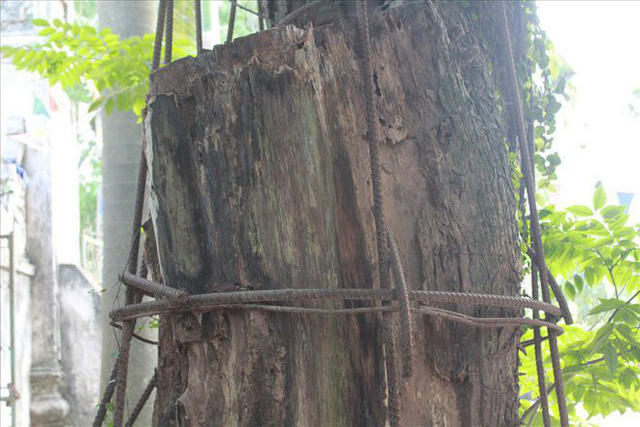 Một nửa cây sưa quý được cho là đã chết khô