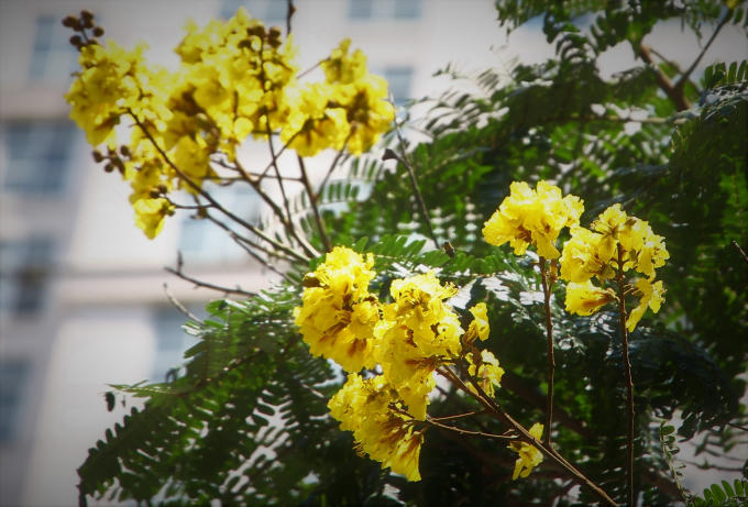 Hoa điệp nở thành chùm có màu vàng rực rỡ.