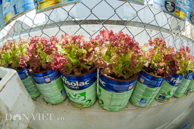 Thấy nhà có nhiều vỏ hộp sữa nên anh Biển đã tận dụng chúng để trồng rau.