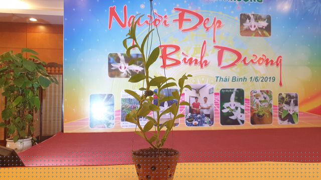 Cận cảnh giò lan có tên