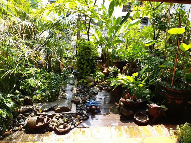 Anh Chính cho hay, khu vườn là chốn nghỉ ngơi, thư giãn lý tưởng sau những ngày làm việc căng thẳng cho các thành viên trong gia đình. Đây cũng là không gian xanh, giúp mọi người hòa nhập với thiên nhiên. 