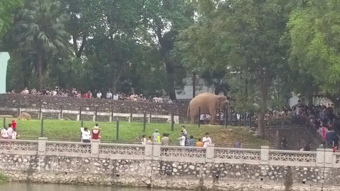 Người lớn, trẻ nhỏ quan sát các con vật từ ngoài hàng rào tỏ vẻ thích thú.