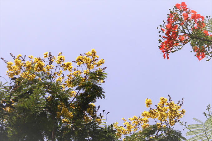 Sen lẫn với hoa phượng hoa điệp vàng cũng gắn liền với lứa tuổi học trò.