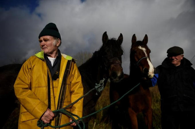 Những ch&uacute; tuấn m&atilde; chờ đợi chủ nh&acirc;n mới.