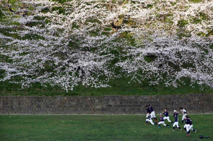 Cả Tokyo được nhuộm hồng sắc hoa anh đào.