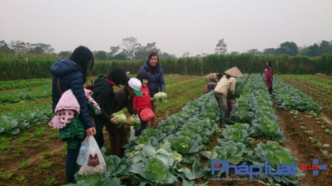 Quảng bá sản phẩm rau bằng cách tổ chức các tour du lịch trải nghiệm tại vườn.( Ảnh: Internet)