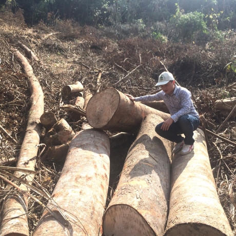 Lợi dụng cải tạo rừng ngh&egrave;o kiệt để khai th&aacute;c gỗ lớn, c&oacute; hay kh&ocirc;ng?!