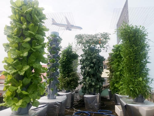 Khi vợ mang bầu, anh Trương Bình Sơn (34 tuổi) sống ở Sài Gòn bắt đầu quan tâm tới việc trồng rau sạch. Anh tìm hiểu về các hình thức trồng trọt phù hợp với điều kiện nhà phố và túi tiền của người Việt, trong đó anh ấn tượng nhất với mô hình khí canh.