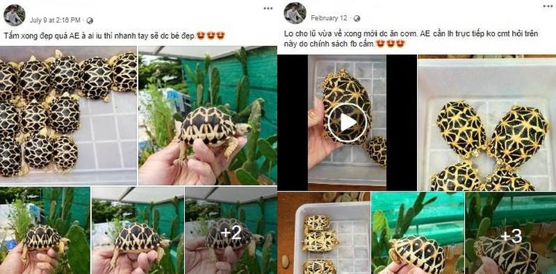 Đối tượng thường xuyên đăng tải hình ảnh, video rao bán rùa trên Facebook