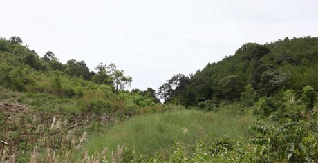 Rừng thiêng của dân làng Ka Bay, bên cạnh những ngọn đồi trơ trọi xung quanh. Ảnh Hoàng Hường