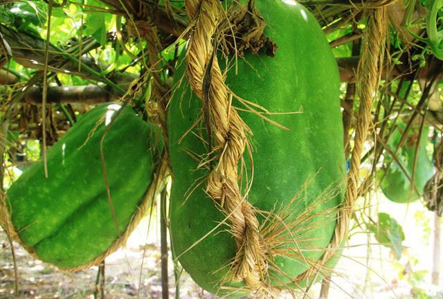 Người dân ở đây cũng cho biết, sau Tết Nguyên Đán, cây bí bắt đầu ra hoa kết trái. Thời điểm này, người dân phải canh để lựa những quả đẹp mà giữ lại, mỗi dây bí chỉ giữ 1 đến 2 quả. Đến cuối tháng 4 đầu tháng 5 bí đạt kích cỡ từ 50-60 kg là thu hoạch.