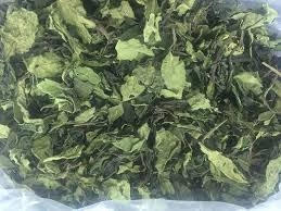 Lá khát (Catha edulis)