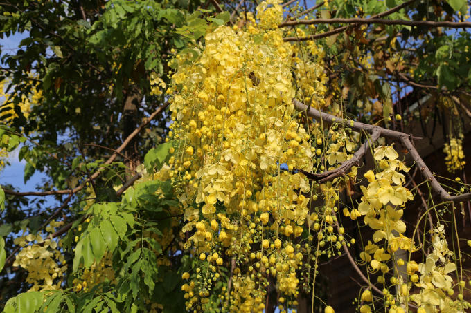 Những bông hoa nhỏ kết lại thành chùm, khoe sắc vàng giữa cái nắng chói chang đầu hè.