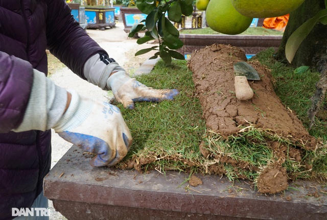 Cận cảnh công đoạn trồng cỏ nhân tạo dưới gốc cây bưởi cổ thụ. 