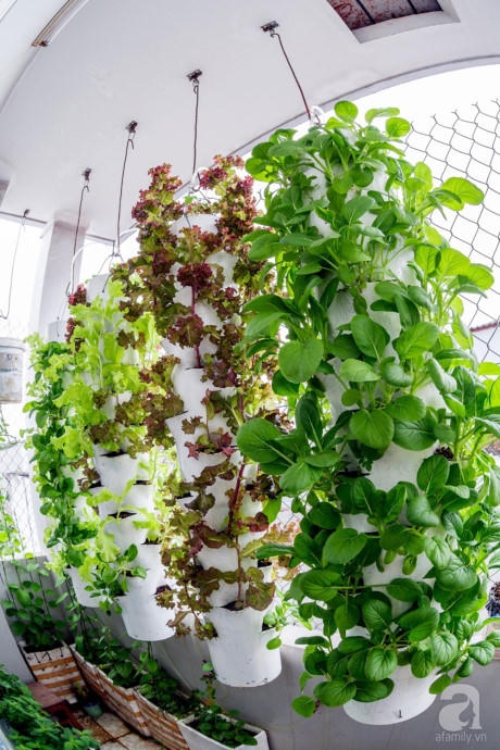 Vườn tuy b&eacute; x&iacute;u nhưng đầy đủ c&aacute;c loại rau.