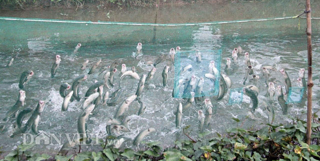 Đàn cá biết bay của anh Tín đã được nuôi khoảng 100 ngày tuổi. Theo dự định ban đầu, Tết Nguyên đán Đinh Dậu 2017 tới, anh sẽ xuất bán nhưng do thành công trong huấn luyện cá bay nên gia đình quyết định sẽ giữ lại cho bà con tham quan.