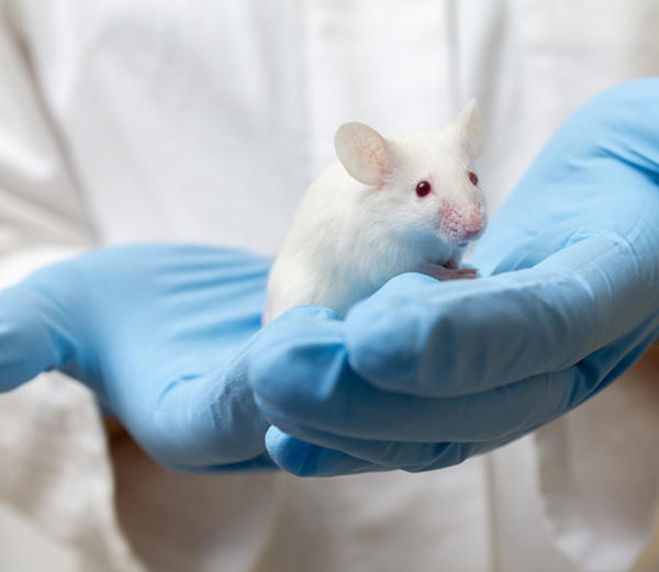 white-mouse-1497864005731