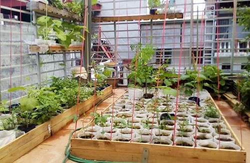 Hiện tại, công việc chính của anh là kỹ sư công nghệ thông tin. Anh chỉ tranh thủ chăm vườn trong những thời gian rảnh rỗi.