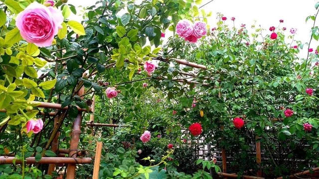 Khu vườn hồng leo khó chăm sóc nhất vì cây hay sâu bệnh và rất “nhạy cảm” với thời tiết. Anh Chính phải dành thời gian tìm hiểu đặc tính của từng loại, anh cũng tham gia vào các hội nhóm trồng cây để học hỏi thêm kinh nghiệm.