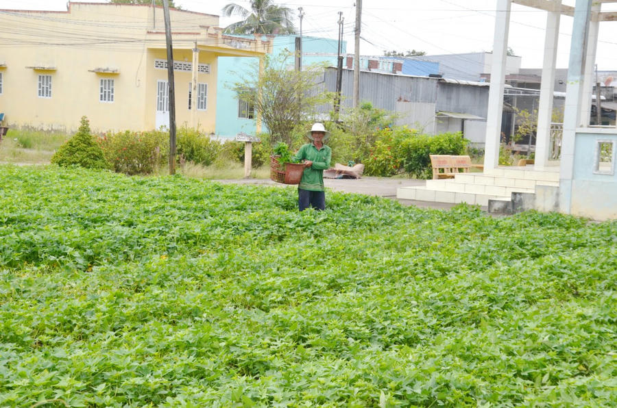 Đồng bào Khmer trên địa bàn xã Hưng Hội trồng rau màu phục vụ thị trường Tết, giá bán ổn định, mang lại thu nhập hiệu quả.