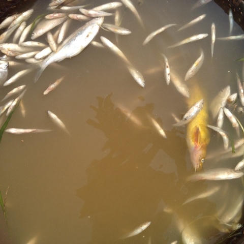 Ven hai bên bờ sông Bưởi, cá chết nổi trắng từng vạt. (Ảnh: Minh Chuyên)