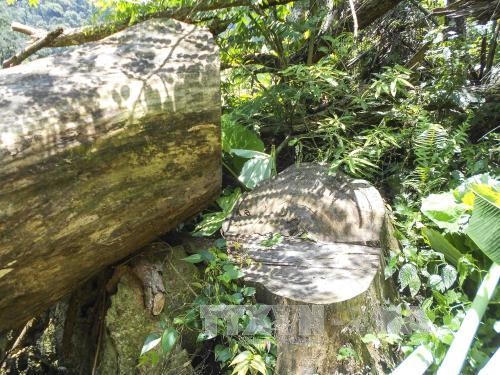 Thân gỗ nghiến có đường kính lớn bị cưa xẻ. Ảnh: Xuân Tư/TTXVN