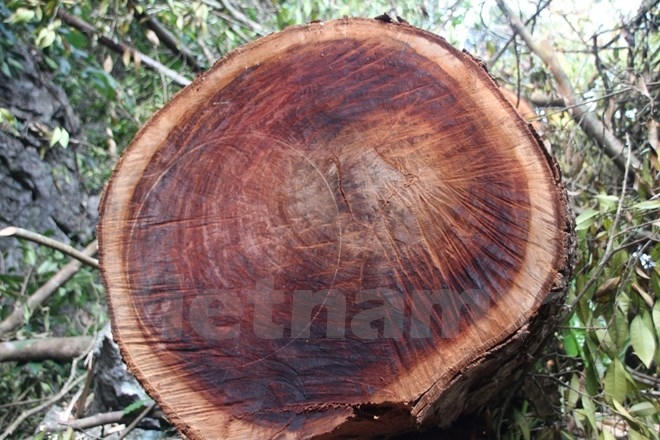 Những c&acirc;y gỗ nghiến sau khi bị l&acirc;m tặc đốn hạ sẽ được xẻ th&agrave;nh dạng thớt tuồn b&aacute;n sang Trung Quốc. (Ảnh: H.V/Vietnam+)