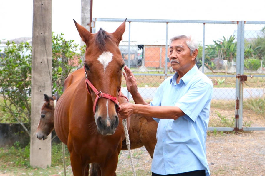 Ông Trâm (85 tuổi) đang hướng dẫn về cách cầm cương khi huấn luyện ngựa.