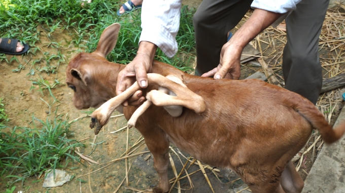 Nghệ An: H&agrave;ng trăm người k&eacute;o nhau đi xem con b&ecirc;... 7 ch&acirc;n