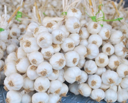 Tỏi Lý Sơn khá nổi tiếng về chất lượng.